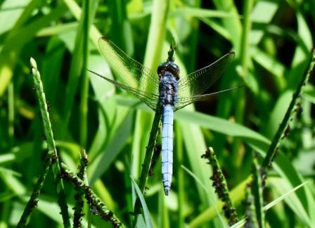 Identificazione orthetrum Sardegna - O. coerulescens anceps